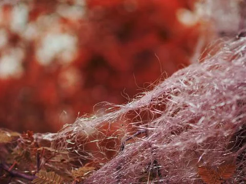 Silver thread presented with plant on blur text space background, Natural ima Stock Photos