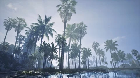 Silver Tide Sunset Stock Footage 321471875