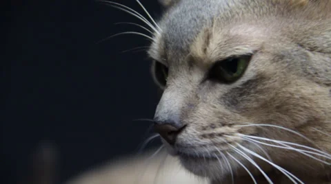 A silver Tomcat observes environment &amp; see above Stock Footage 35526649