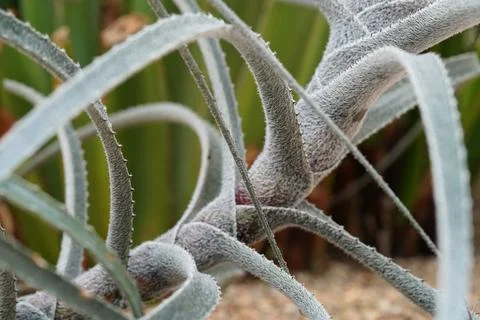 Silver Torch Cactus Close Up View Stock Photos