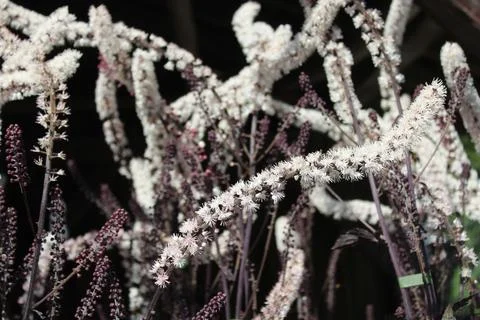 Silver torch in the garden Stock Photos
