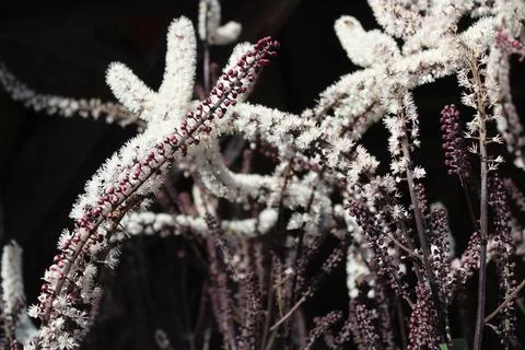 Silver torch in the garden Stock Photos