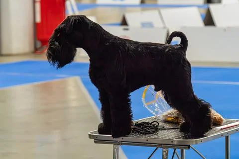 Silver tray table holds a well-groomed Giant Schnauzer, sitting in an industr Stock Photos