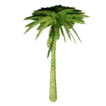 Silver Tree Fern Stock Illustration