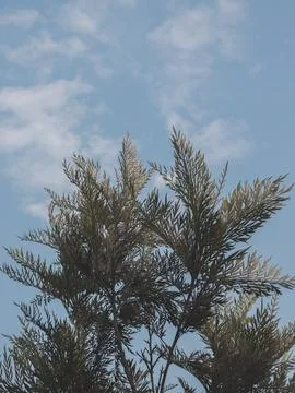 Silver tree leaves with cloudy sky background. Foto stock