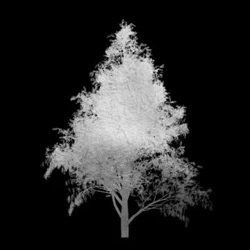 Silver tree with leaves isolated on black background. Stock Illustration