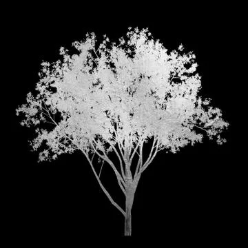Silver tree with leaves isolated on black background. Stock Illustration