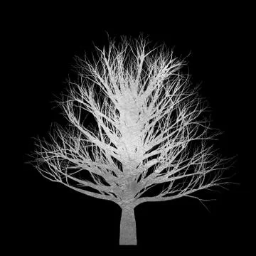 Silver tree without leaves isolated on black background Stock Illustration