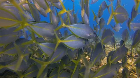 Silver Trevally School, Bream Or Skipjack Fish Schooling In Blue Sea Underwate Stock Footage 113964149