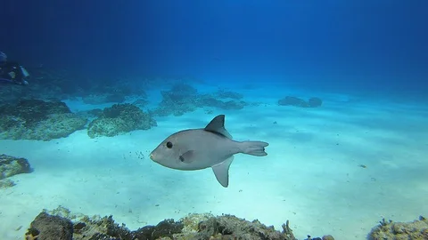 Silver Triggerfish Swims Slowly 스톡 동영상 128527565