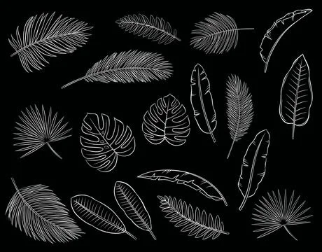 Silver tropical leaves isolate on black background Stock Illustration