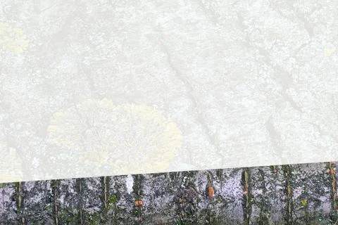 Silver trunk bark of tree on smooth wooden surface.Place for text 스톡 일러스트