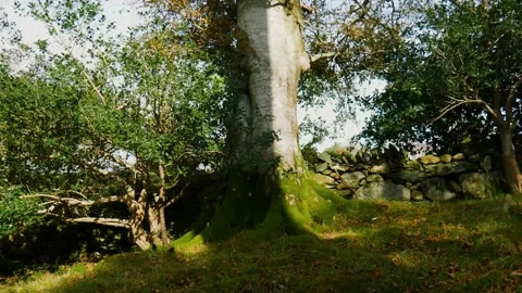 Silver trunk tree Stock Footage 142274462