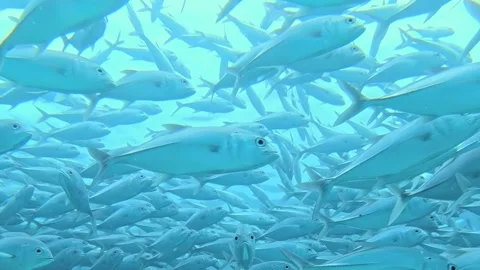 Silver Tuna Ballet Dances Through Indian Ocean Waters Video stock 340457037