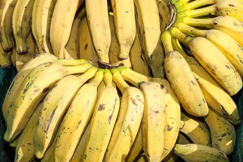 Silver-type organic banana stack highlighted Stock Photos