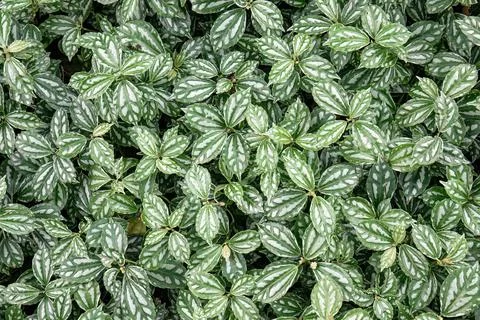 Silver variegated leaf pattern for design background Stock Photos