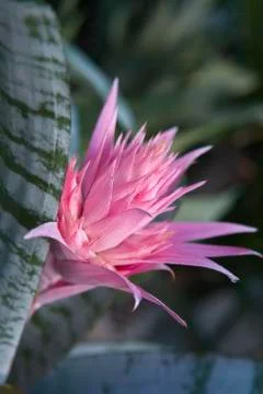 Silver vase bromeliad Stock Photos