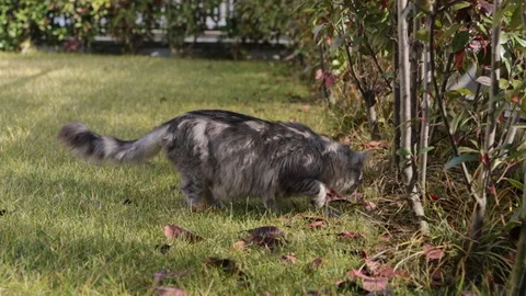 Silver version of siberian cat, hypoallergenic kitten 動画素材 103175642