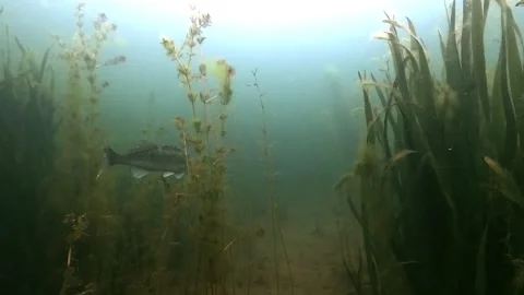 Silver walleye glides among aquatic plants Stock Footage 320576018