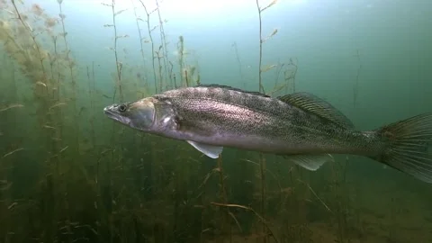 Silver walleye swims past camera in profile Stock Footage 320575997
