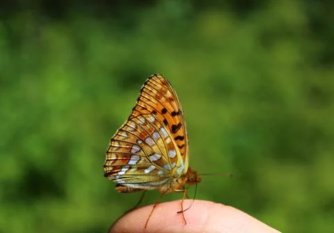 Silver washed fritillary Stock Photos