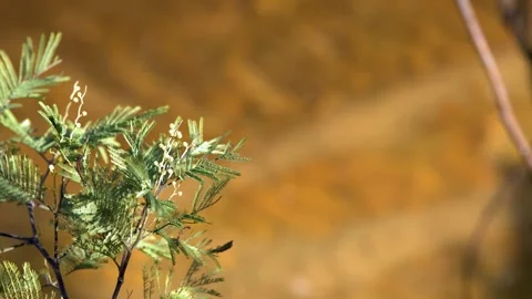 Silver Wattle Acacia Tree Branch with Fern Leaves in Sunlight Stock Footage 340863682