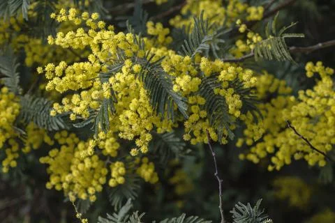 Silver wattle blooming Stock-Fotos