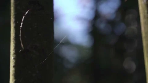 Silver web brightly shines in the sun and vibrates in strong wind like musical Stock Footage 81674911