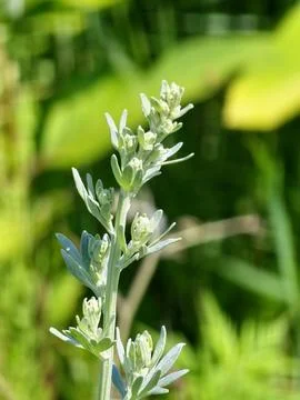 Silver Wormwood Shoot with Developing Flower Buds in Nature Stock Photos