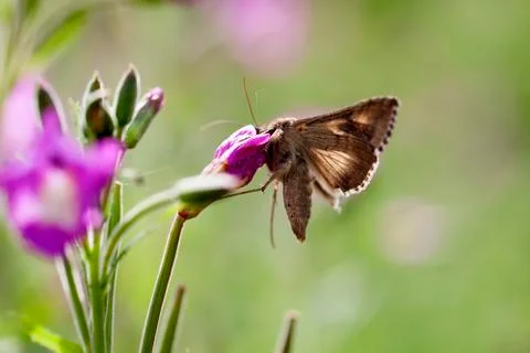 Silver Y - macro 스톡 사진