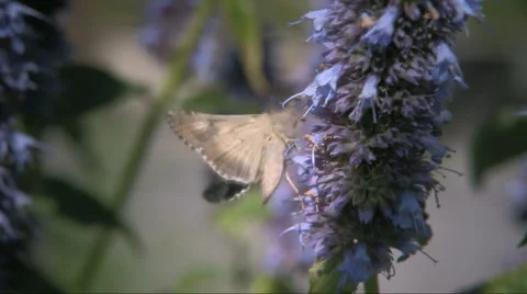 Silver Y moth (Autographa gamma) Video stock 886520