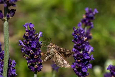 Silver Y moth pollinating blooming purple lavender flowers Stock Photos