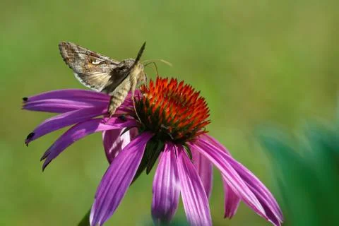 Silver Y Stock Photos