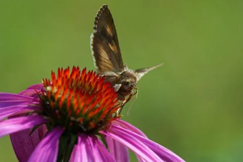 Silver Y Stock Photos