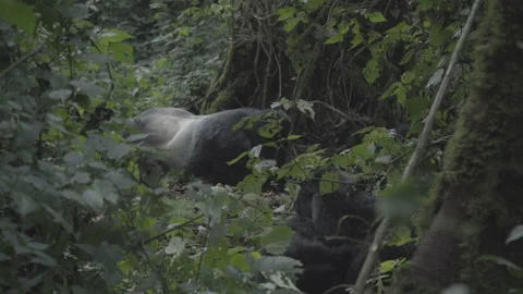 Silverback and the babies Stockbeeldmateriaal 168896032