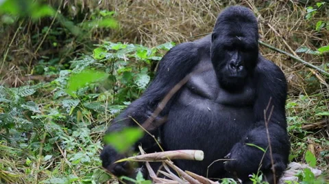 Silverback Eating and Growls Vidéo 49912014