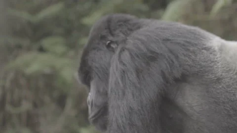 Silverback Stockbeeldmateriaal 168895288