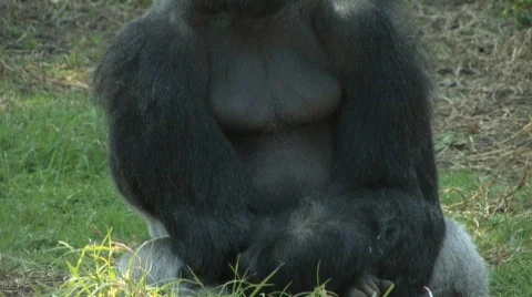 Silverback Gorilla 2 Video stock 537100