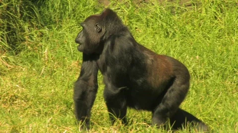 Silverback Gorilla 3 Stock Footage 537096