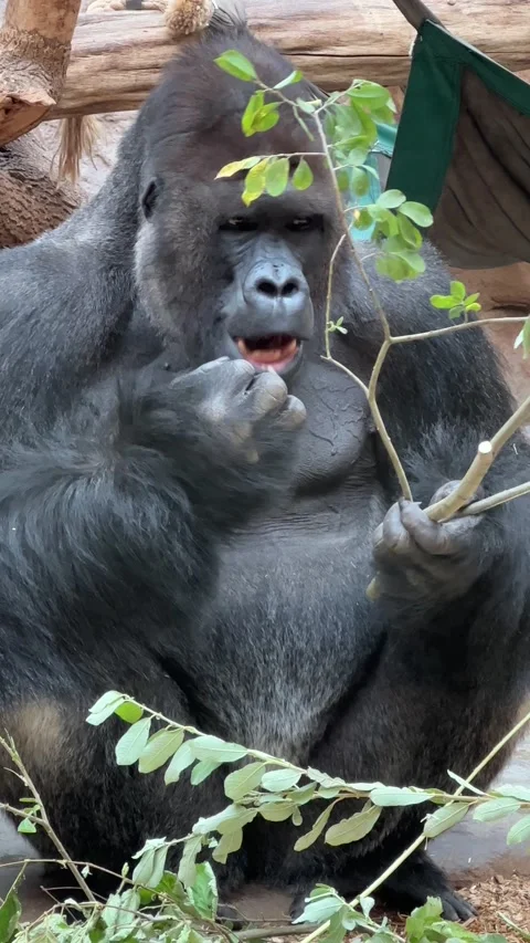 Silverback Gorilla Close-Up Eats Green Twig Vertical Cinematic 4K B-Roll Footage Stock Footage 208439874