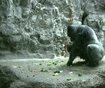 Silverback Gorilla Eating Video stock 521598