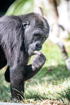 Silverback gorilla eating grass. Stock Photos