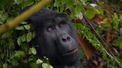 Silverback Gorilla eating leaves in Bwindi Impenetrable Forest, Uganda Stock Footage 135228488