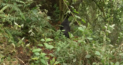 Silverback Gorilla eating leaves in Bwindi Impenetrable Forest, Uganda Video stock 135230260