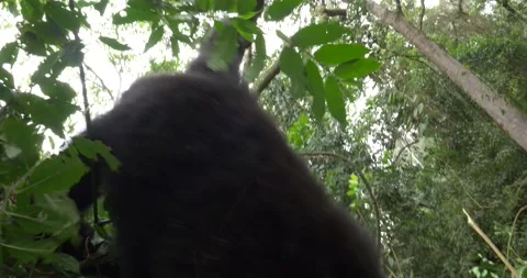 Silverback Gorilla eating leaves in Bwindi Impenetrable Forest, Uganda Video stock 135230287