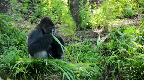Silverback Gorilla eating leaves Stock Footage 34278735