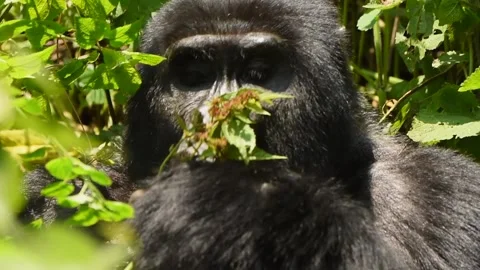 Silverback Gorilla eating leaves in Uganda forest, Close up shot Stock-Footage 297537752