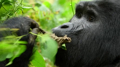 Silverback Gorilla eating leaves in Uganda forest, Close up shot Stock-Footage 297537792