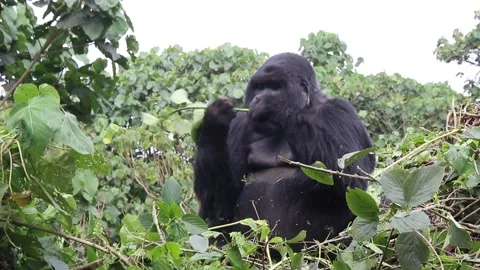 Silverback Gorilla eating - Rwanda Stock Footage 131504987
