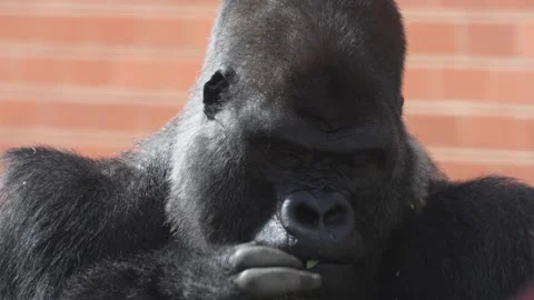 Silverback Gorilla Getting Distracted and Annoyed by a Fly Видео 342027039